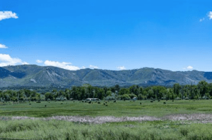 Grazing animals in lush fields with mountains, related to Rocky Mountain Commercial Real Estate in Mancos, CO.